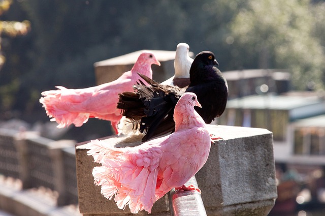 皇马善于利 皇马善于利