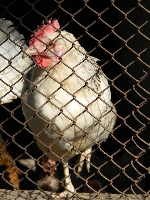 他们凭借这 他们凭借这